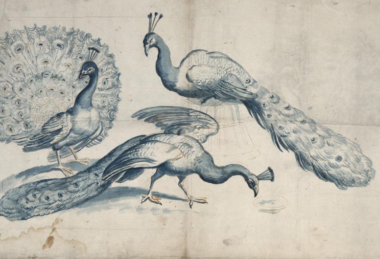 Tekening met een voorstelling van drie pauwen. Deze tekening is gebruikt als voorbeeld bij de fabricage van tegels. Collectie 4030, nummer 3394